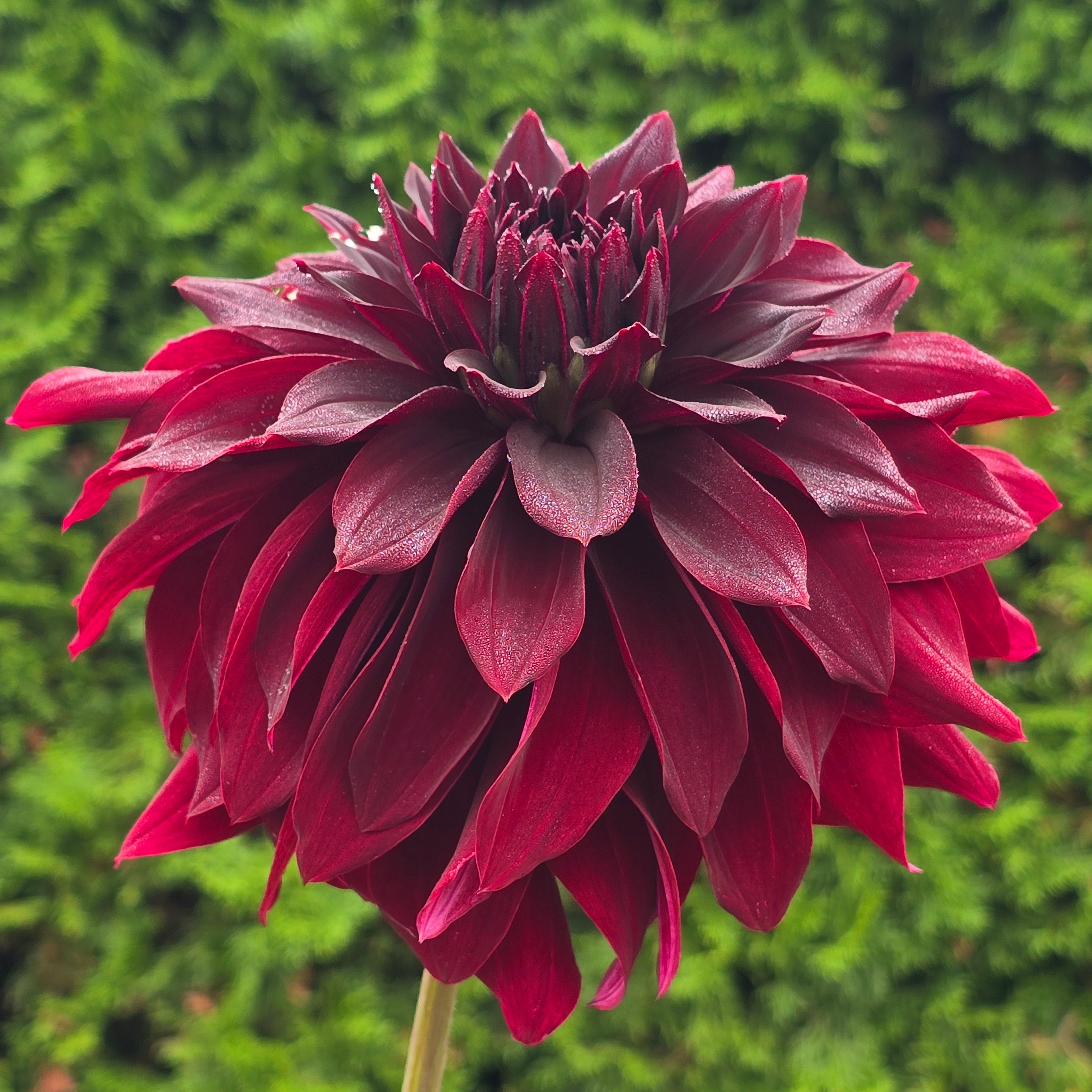 Helena Rutherford Ely